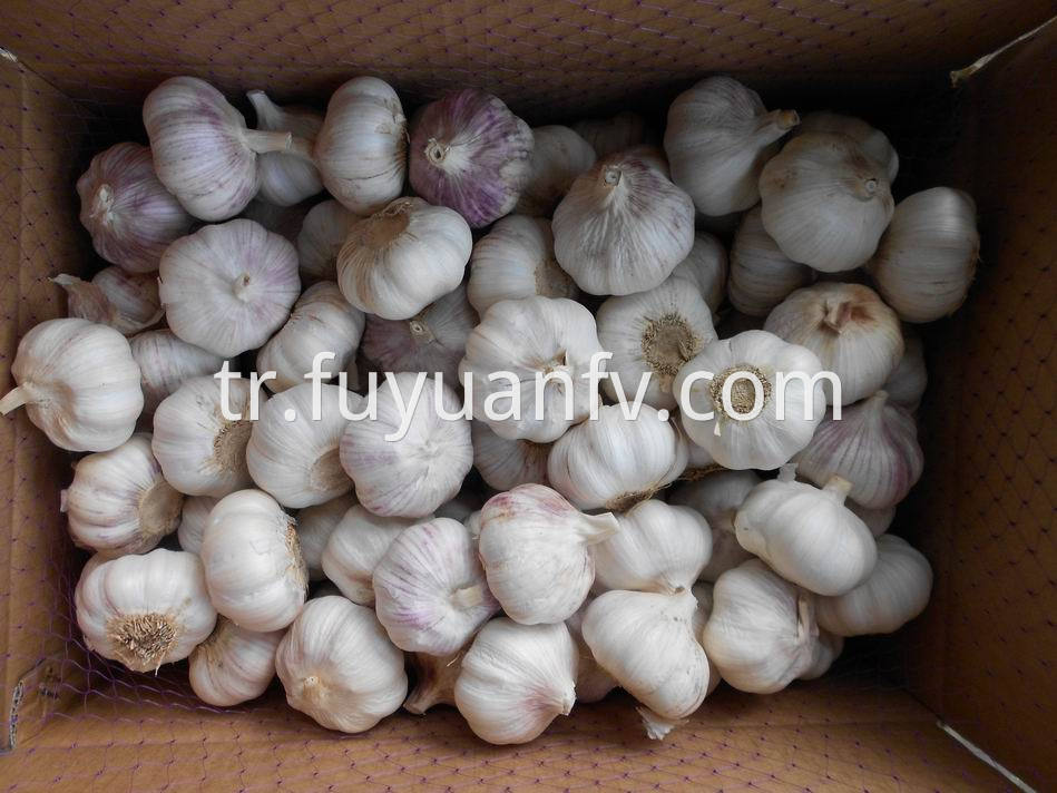 Normal White Garlic 33